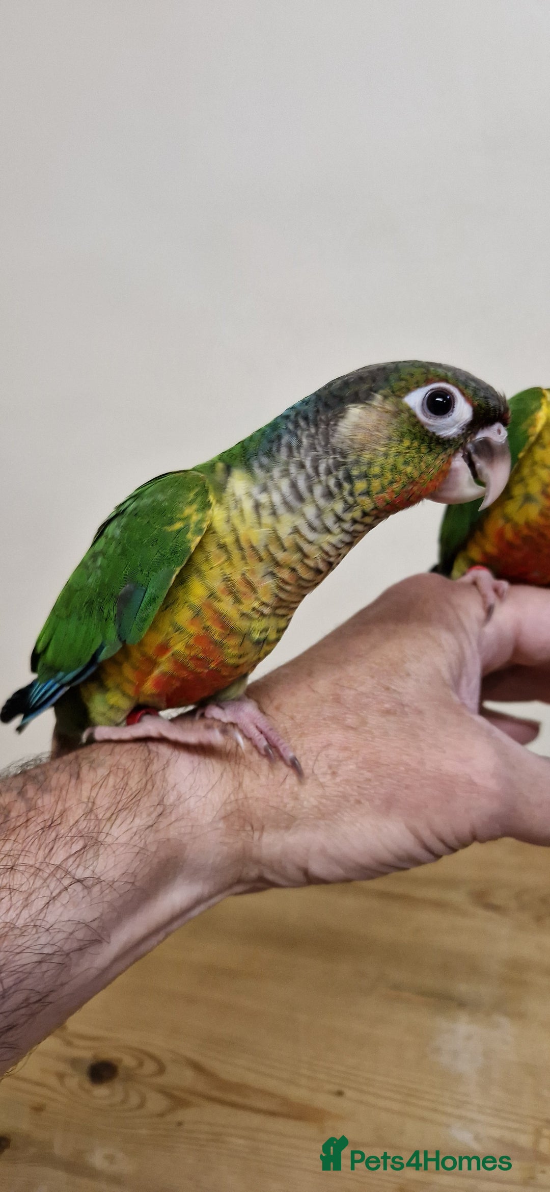 Conures birds for sale: Hand reared yellow sided greencheek conure  - Image 4
