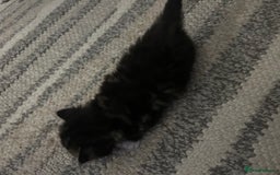 Mixed Breed cats for sale: Beautiful kittens  - Image 4