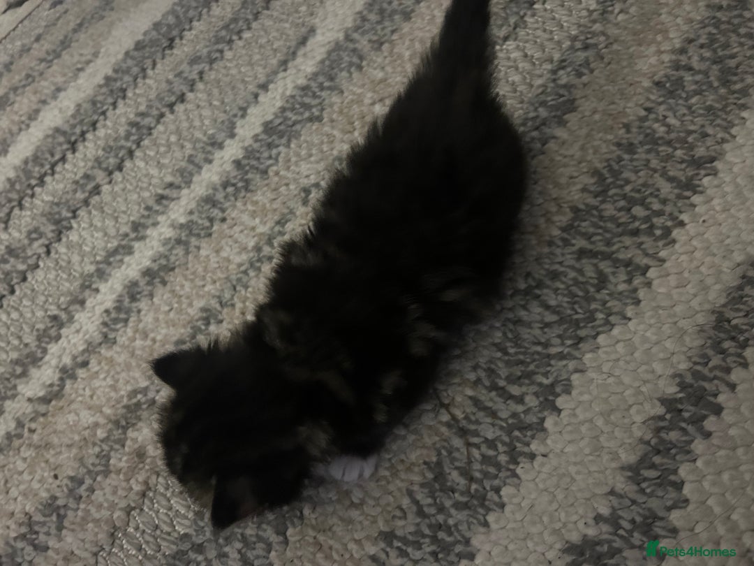 Mixed Breed cats for sale: Beautiful kittens  - Image 4