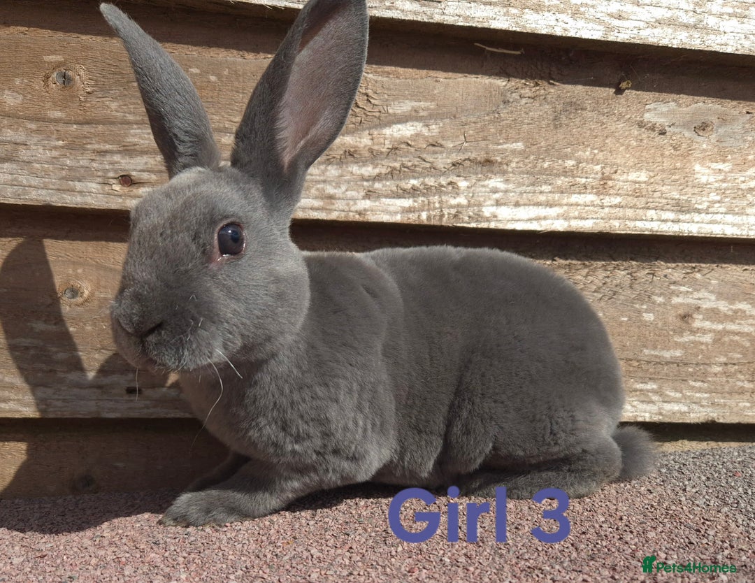 Rex rabbits for sale: Stunning rex - Image 2