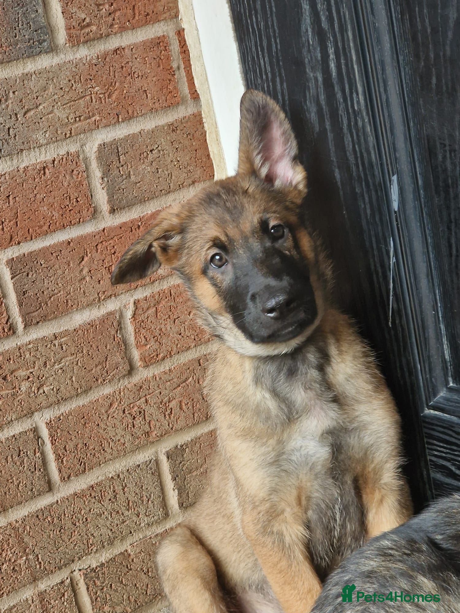 German Shepherd dogs Last 3 left 🐶 GERMAN SHEPHERD PUPPIES  - Advert 17