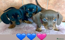 Miniature Dachshund dogs for sale: READY TO LEAVE BLACK/TAN MINIATURE DACHSHUND KC  - Image 22