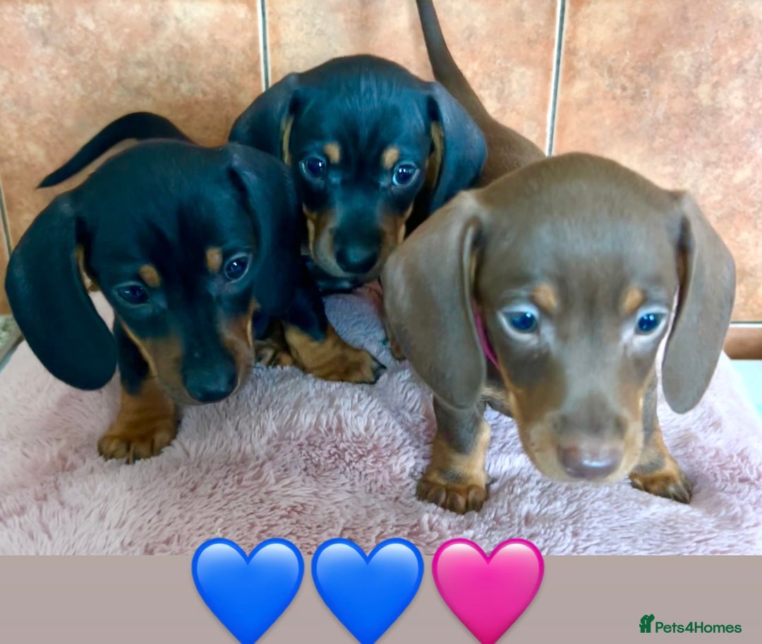 Miniature Dachshund dogs for sale: READY TO LEAVE BLACK/TAN MINIATURE DACHSHUND KC  - Image 22