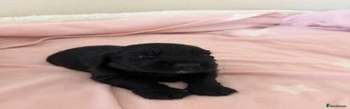Cocker Spaniel 5