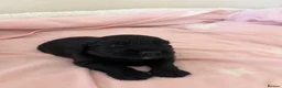 Cocker Spaniel dogs for sale: Beautiful cocker spaniel puppies 🐶 - Advert 15