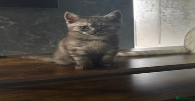 Scottish Fold cats - Advert 12