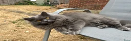 British Longhair cats for sale: Two British Blue longhair siblings - Advert 11