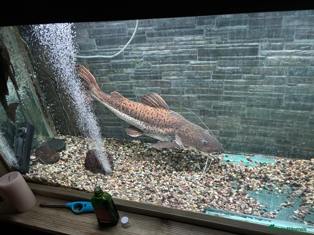 Catfish fish for sale: Red tail x tiger shovel nose  in Stafford - Advert 5