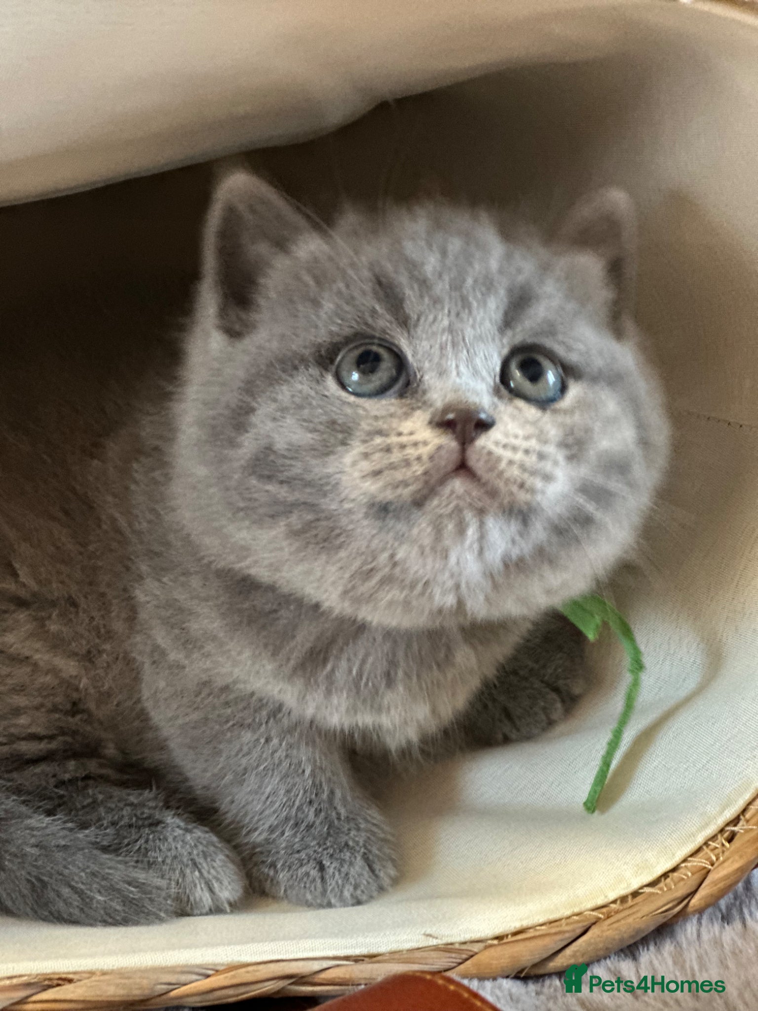 British Shorthair cats Gccf registered kittens  - Advert 2