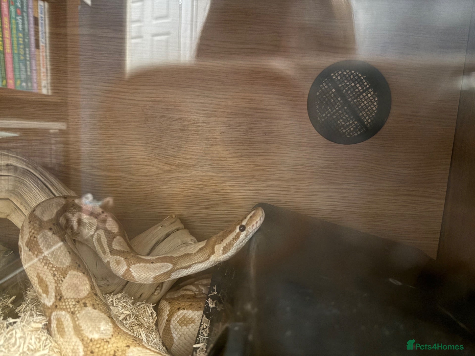 Python Snake reptiles for sale: Yellow royal python with vivarium  - Advert 1