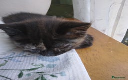 Mixed Breed cats for sale: Ragdoll cross kittens  - Image 4
