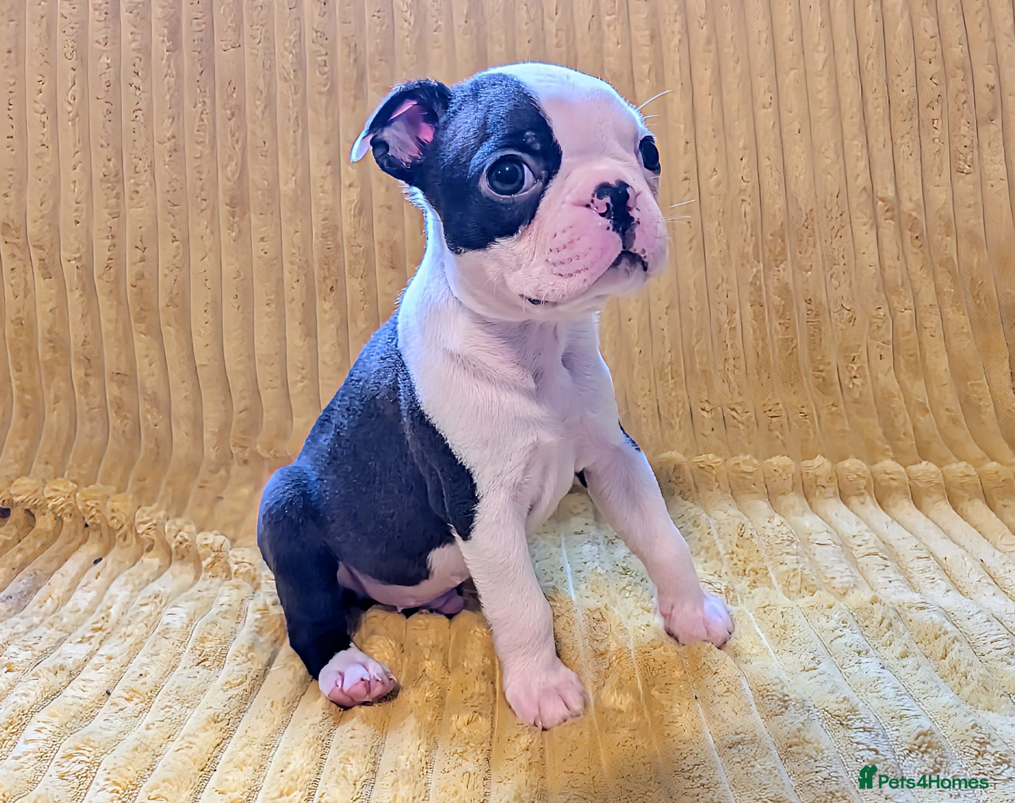 Boston Terrier dogs 1 BOY LEFT: Adorable KC reg Boston Puppies  - Advert 3