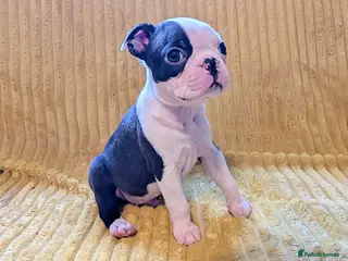 Boston Terrier dogs 1 BOY LEFT: Adorable KC reg Boston Puppies - Advert 3