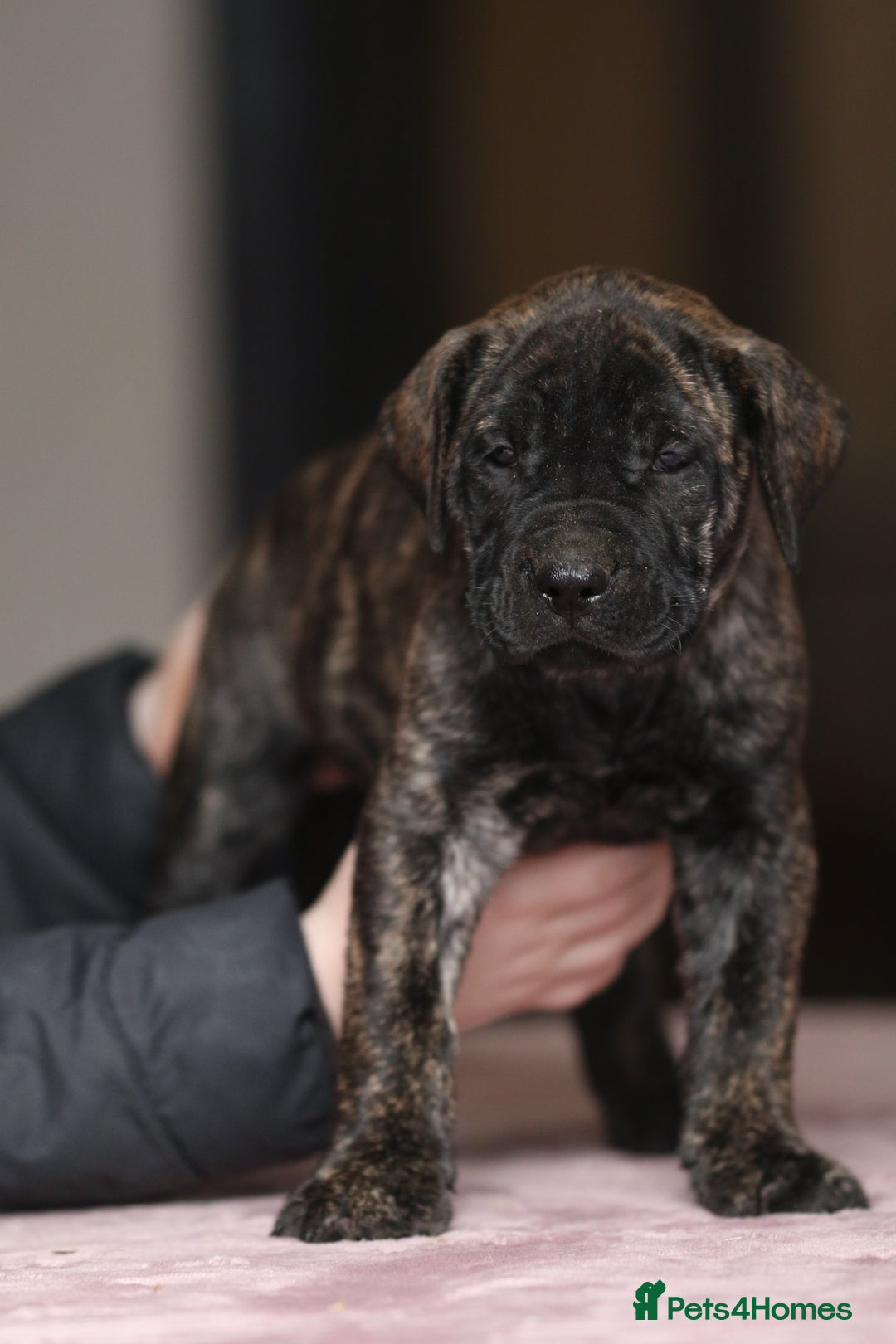 Presa Canario dogs for sale: Stunning Presa Canario Puppies  - Advert 2