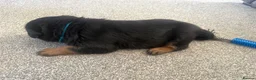 Rottweiler dogs for sale: Rottweiler pups  - Advert 22