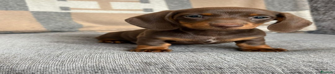 Miniature Dachshund Puppy 4