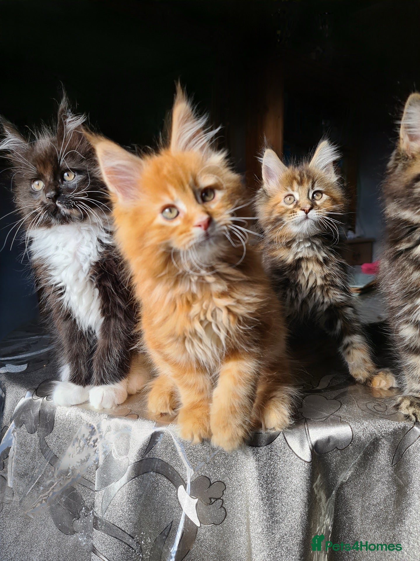 Maine Coon cats PURE MAINE COON KITTENS*1 LEFT* - Advert 1