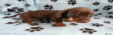 Miniature Dachshund 2