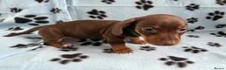 Miniature Dachshund dogs for sale: Beautiful Miniature Dachshund Puppies in Crawley - Advert 2