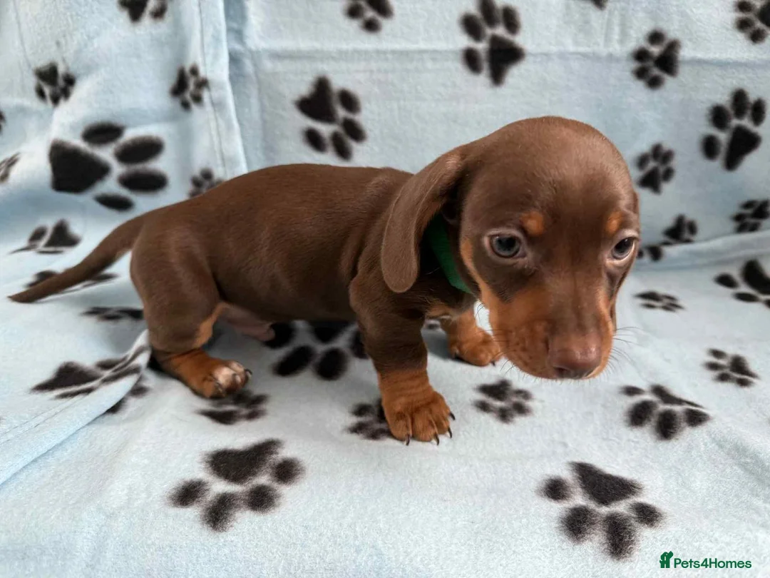 Miniature Dachshund dogs for sale: Beautiful Miniature Dachshund Puppies in Crawley - Advert 2