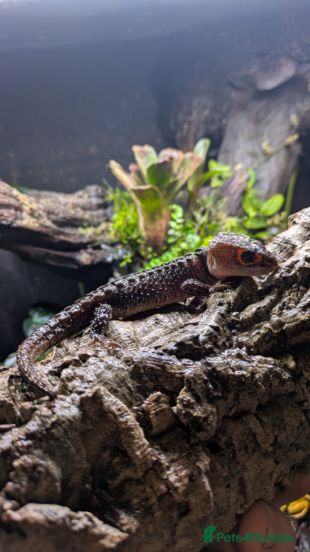 Skink reptiles for sale: Red-Eyed Crocodile Skink (Tribolonotus gracilis) - Advert 1