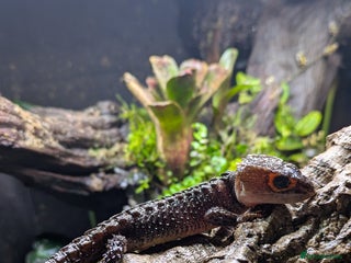 Skink reptiles Red-Eyed Crocodile Skink (Tribolonotus gracilis) - Advert 1