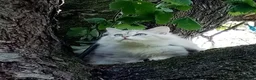 Siberian cats for sale: Pure Siberian kittens For Sale  - Advert 9