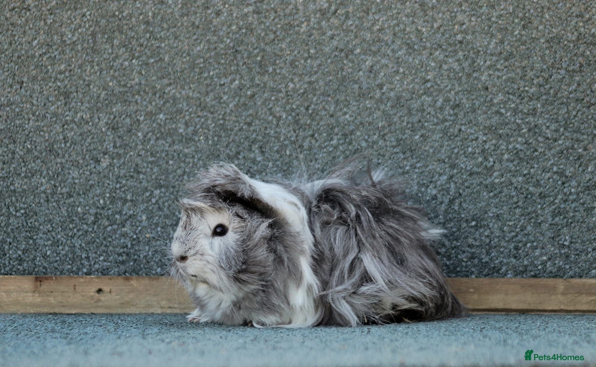 Guinea Pig rodents Baby Guinea Pigs for sale - Advert 2