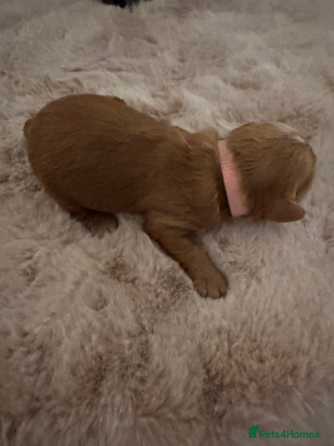 Cockapoo dogs for sale:  F1b Miniature Cockapoo Puppies fox red colour  - Advert 14