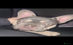 French Bulldog dogs for sale: French Bulldog Bitch KC Registered - 2 years old - Image 9