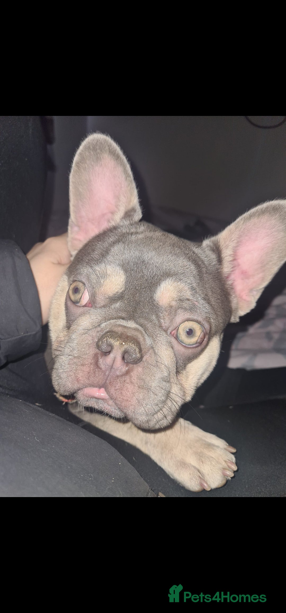 French Bulldog dogs for sale: French Bulldog Bitch KC Registered - 2 years old - Image 9