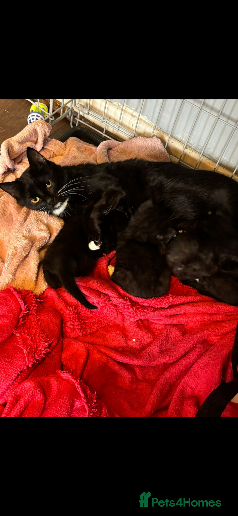 Mixed Breed cats Kittens for sale  - Advert 2