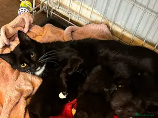 Mixed Breed cats Kittens for sale - Advert 1