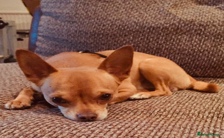 Chihuahua dogs in Ware - Advert 2
