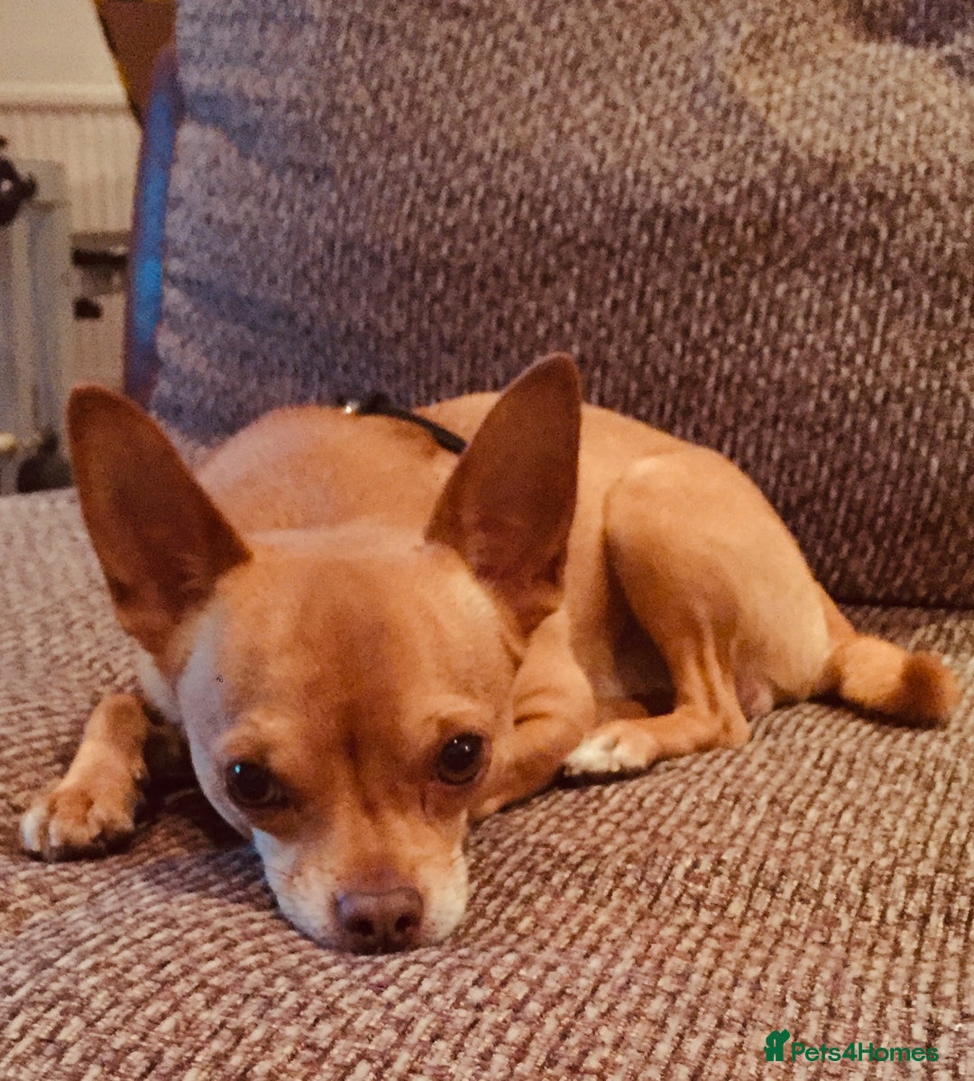 Chihuahua dogs for stud: Stunning male Chihuahua for stud in Ware - Image 1