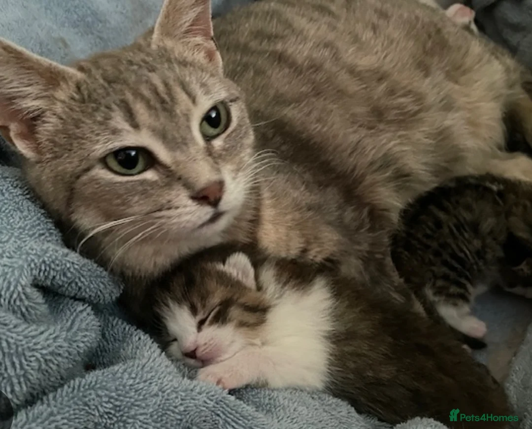 Mixed Breed cats for sale: 5 stunning kittens  - Advert 5