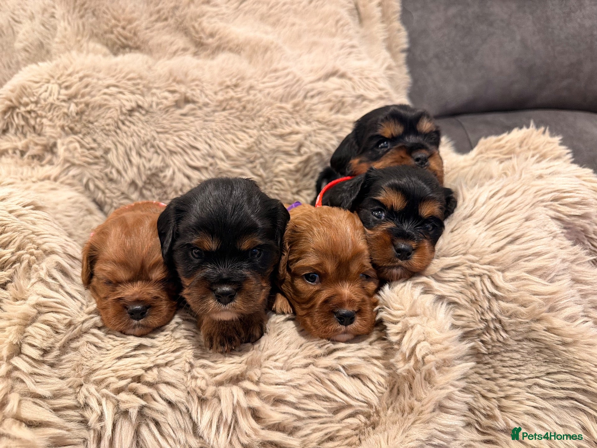 Cavalier King Charles Spaniel dogs 5 Beautiful Cavalier Puppies  - Advert 3