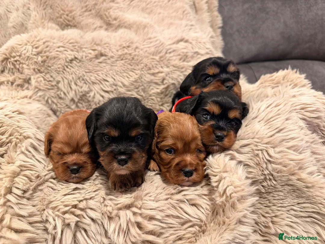 Cavalier King Charles Spaniel dogs for sale: 5 Beautiful Cavalier Puppies  in Stockport - Advert 1