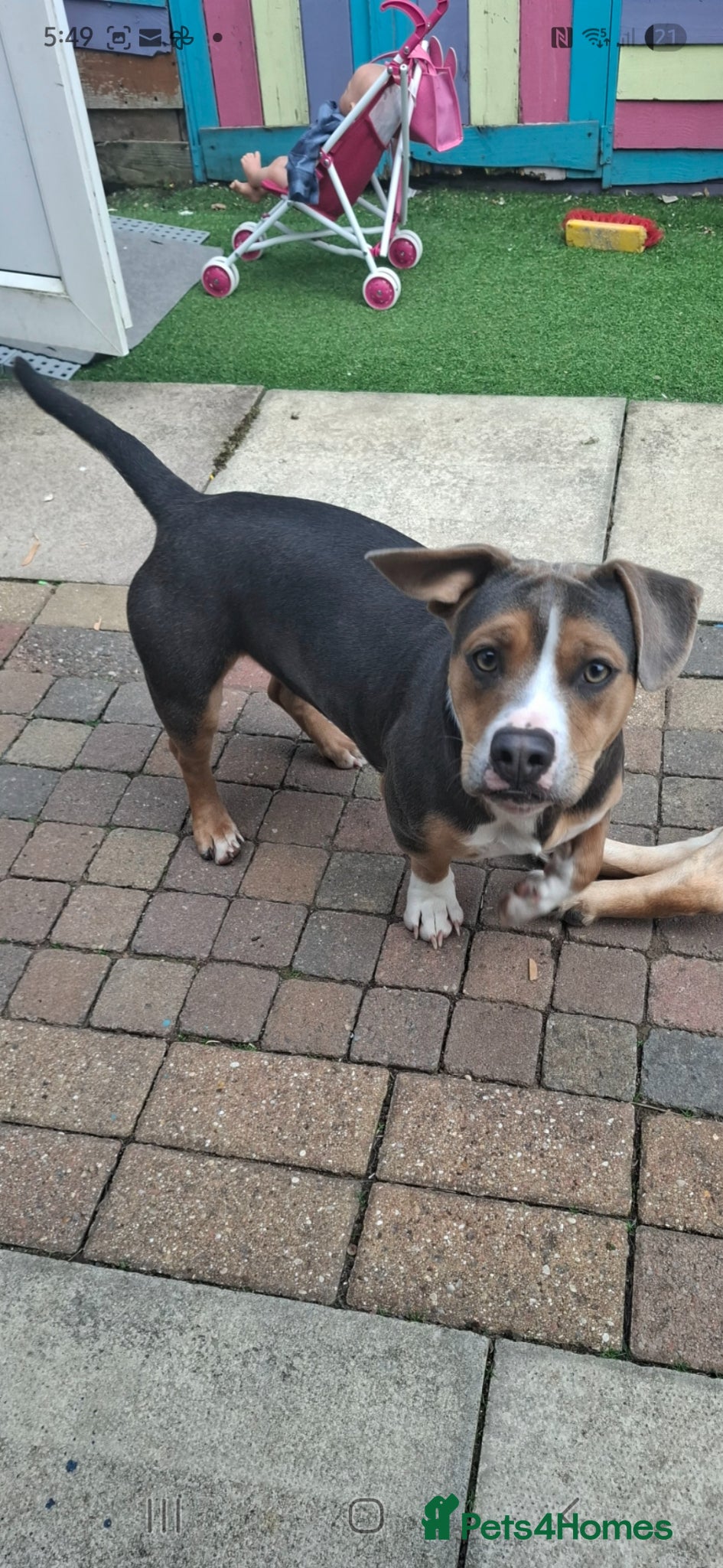 Mixed Breed dogs Ruby a Bulldog  cross sausage dog 1 year old  - Advert 10