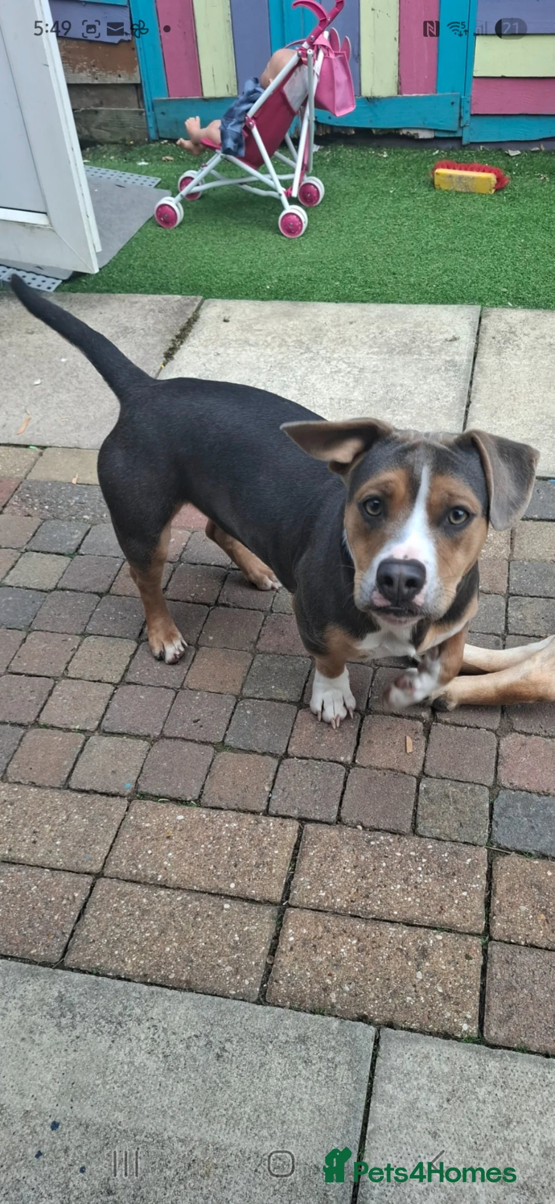 Mixed Breed dogs for sale: Ruby a Bulldog  cross sausage dog 1 year old  in Hull - Advert 1