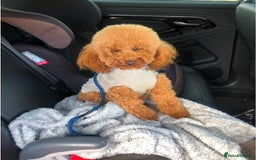 Cavapoochon dogs for sale: Stunning cavapoochon puppies  - Image 14