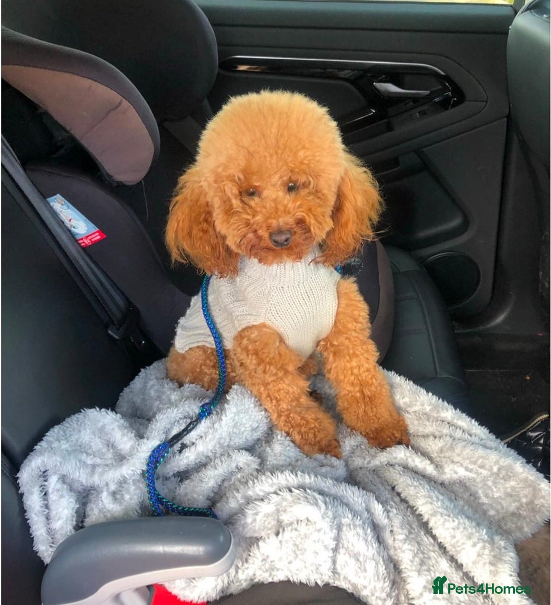 Cavapoochon dogs for sale: Stunning cavapoochon puppies  - Image 14