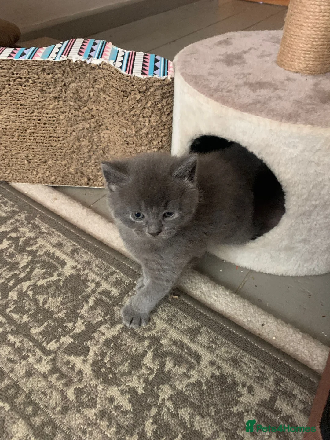 British Shorthair cats for sale: PURE BRITISH SHORTHAIR KITTENS in Bradford-on-Avon - Advert 15