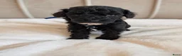 Cavapoo dogs for sale: Premium Quality Teddy Toy Cavapoos F1B - Advert 10