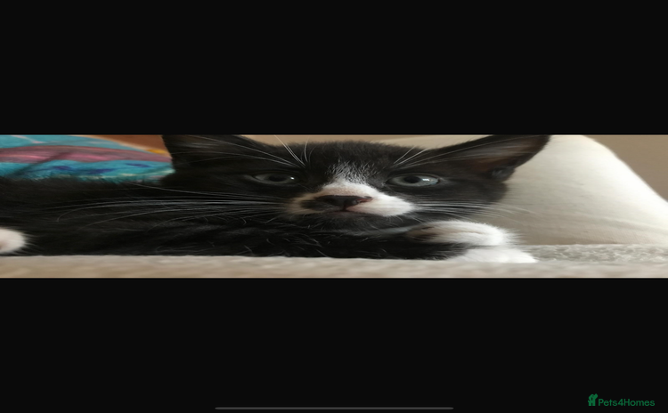 Mixed Breed cats - Advert 1