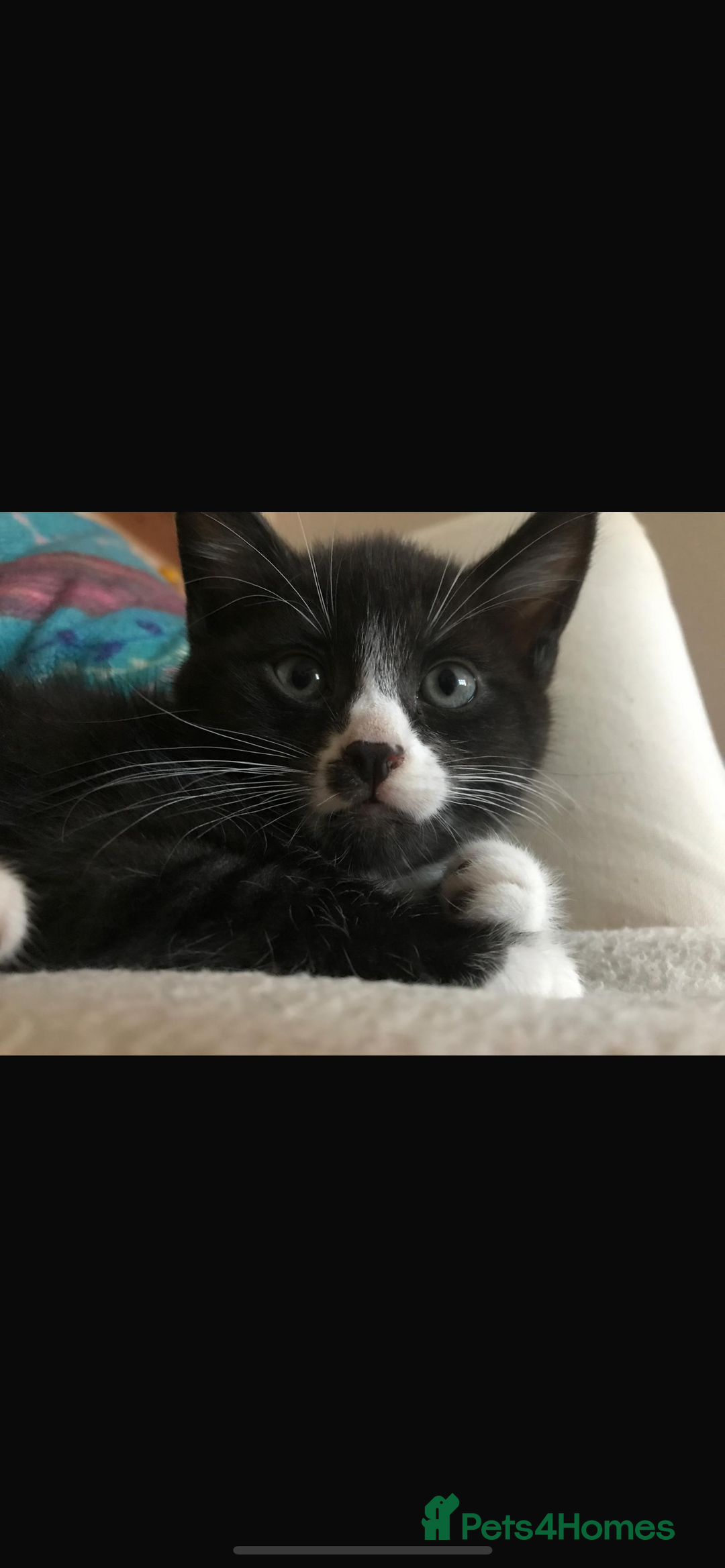 Mixed Breed cats for sale: 2 kittens for sale. - Image 1
