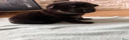 German Shepherd dogs for sale: German Sheperd puppies ✨ - Advert 26