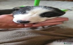 Border Collie dogs for sale: 9 border collie pups  - Image 23