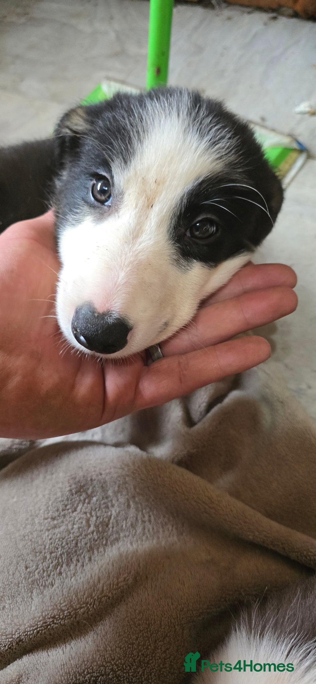 Border Collie dogs for sale: 9 border collie pups  - Image 23