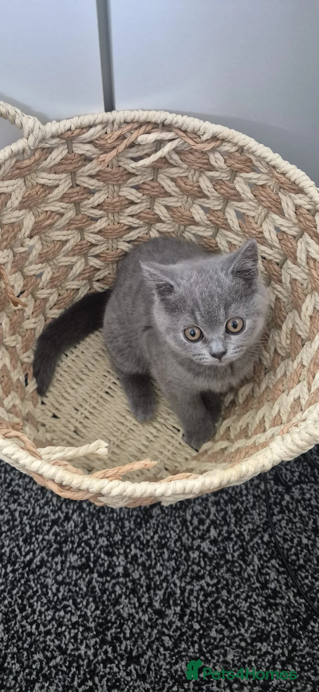 British Shorthair cats for sale: Gorgeous little boy for sale  - Advert 9